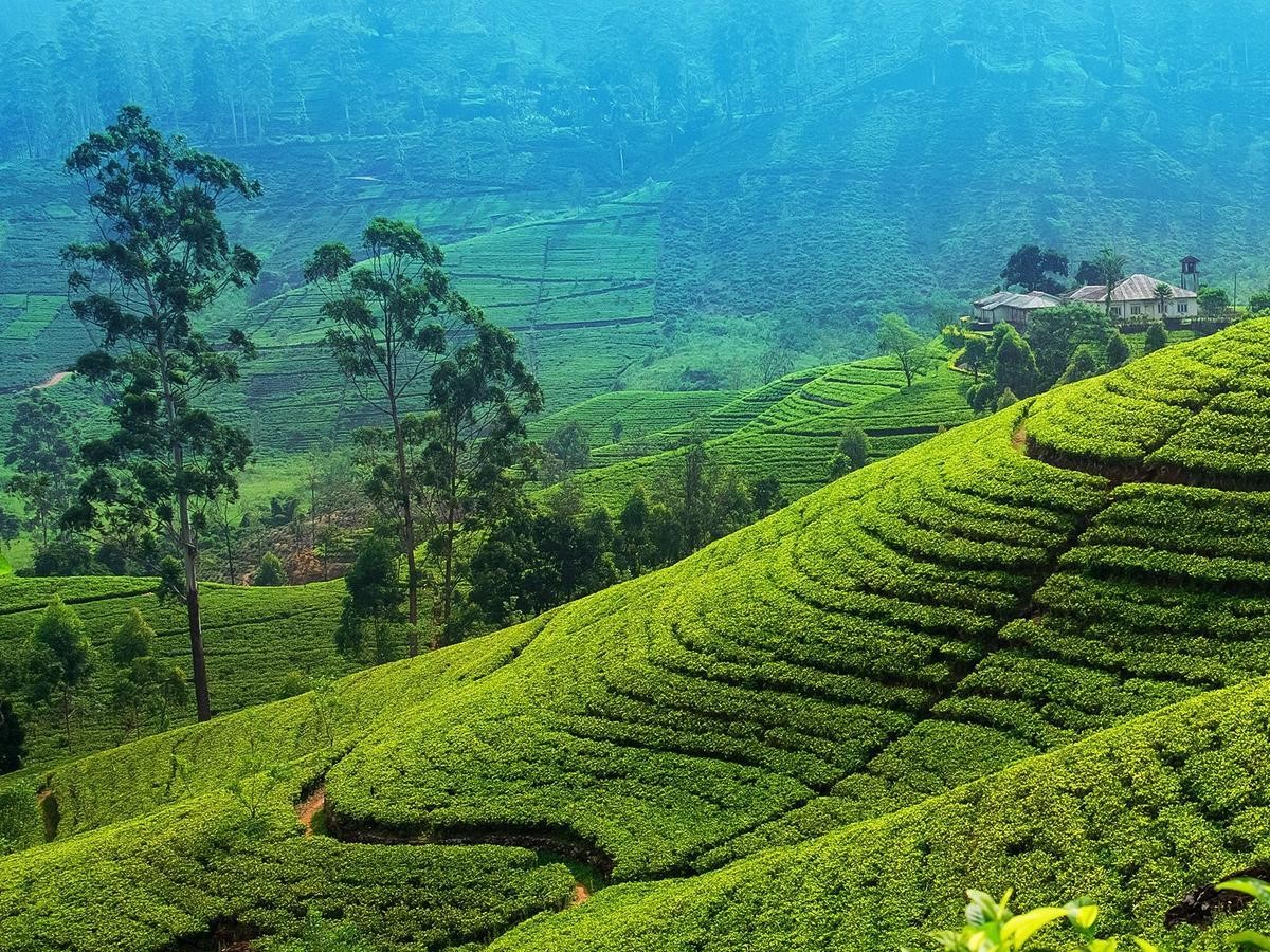 Security services in Nuwara Eliya tea country